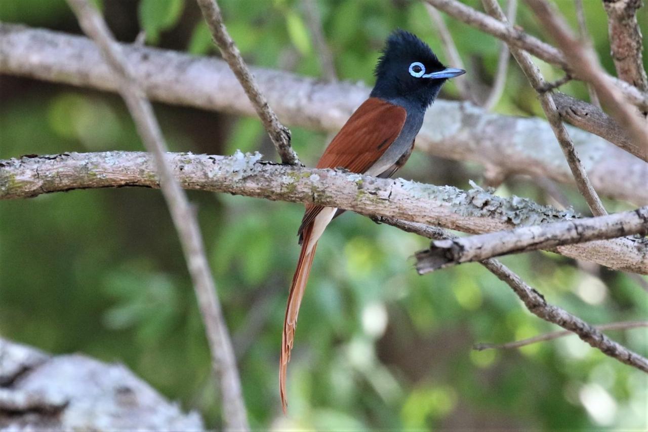 Birds Babble Self Catering Hotel Mbombela Kültér fotó