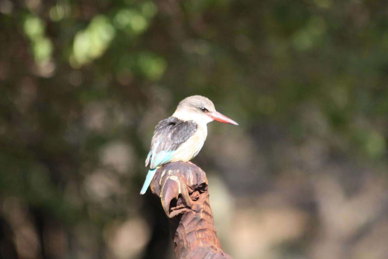Birds Babble Self Catering Hotel Mbombela Kültér fotó
